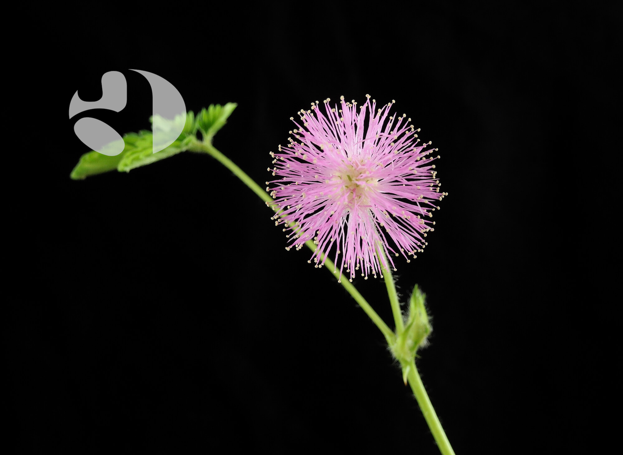 Anfällige und empfindliche Stimmen sind wenig leistungsfähig. Stimmtraining hilft.