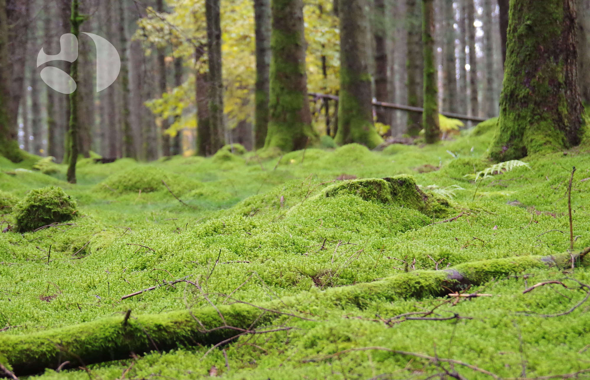 Brust- und Bauchatmung lernen, tief durchatmen!