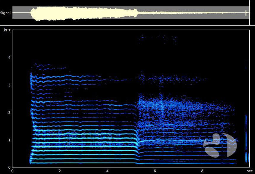 heisere Stimme ohne Erkältung als Symptom einer Stimmstörung/Dysphonie