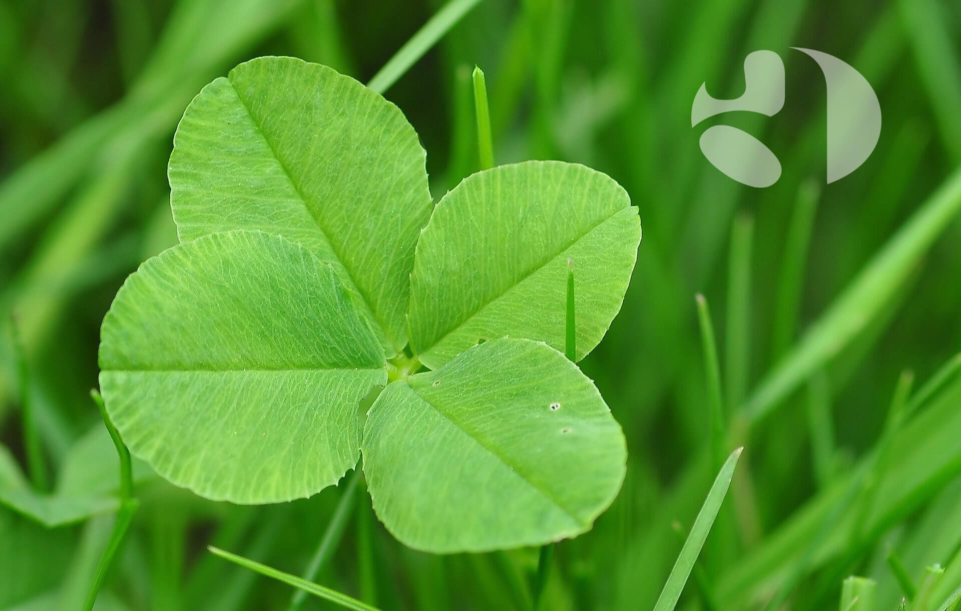 Eine gesunde Stimme ist kein Zufall, aber ein großes Glück!