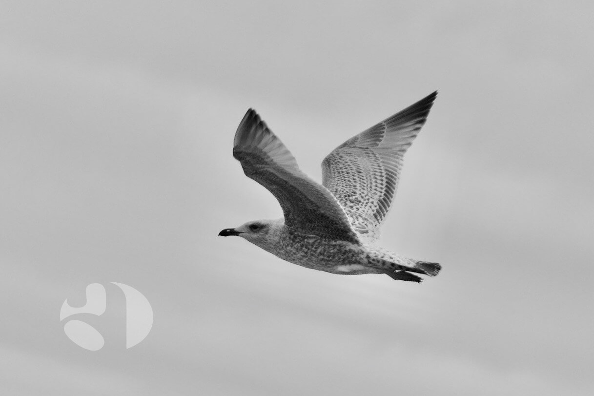 Gesunde Stimmen sind effizient, leistungsfähig und robust. Sie funktionieren leichtgängig und mühelos.